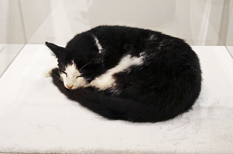 «Ne réveillez pas le chat qui dort». © Luzia Hürzeler «Ne réveillez pas le chat qui dort». © Luzia Hürzeler
