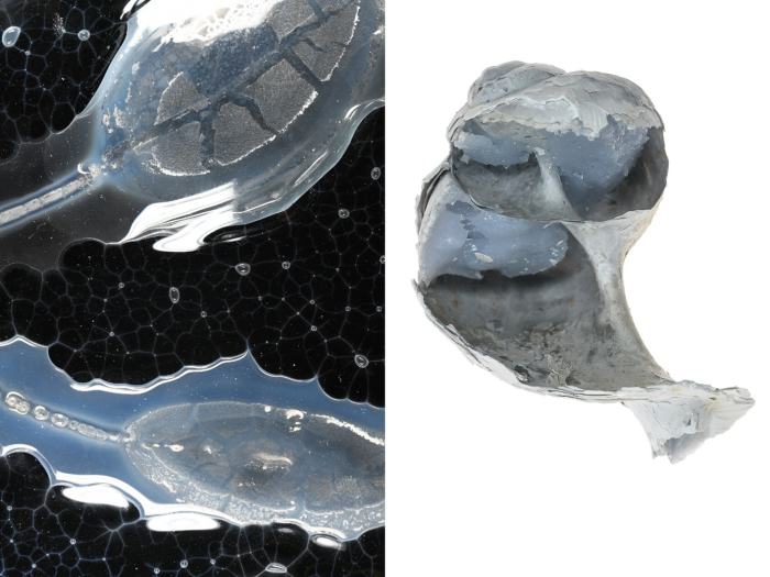 Michèle Rochat, [°CO₂]agency, 2025
Verre, feuille de sauge calcinée, coquille