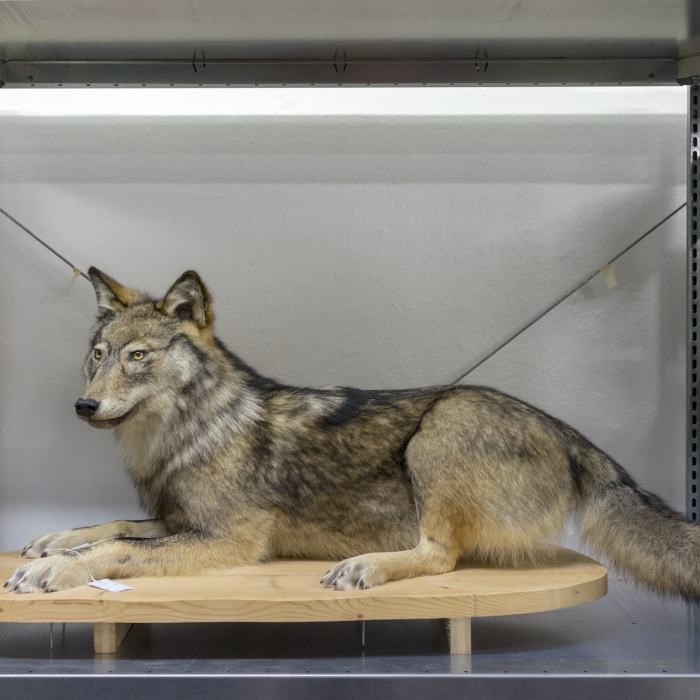 Louve F22 au dépôt du Musée de la nature du Valais © Luzia Hürzeler Louve F22 au dépôt du Musée de la nature du Valais © Luzia Hürzeler