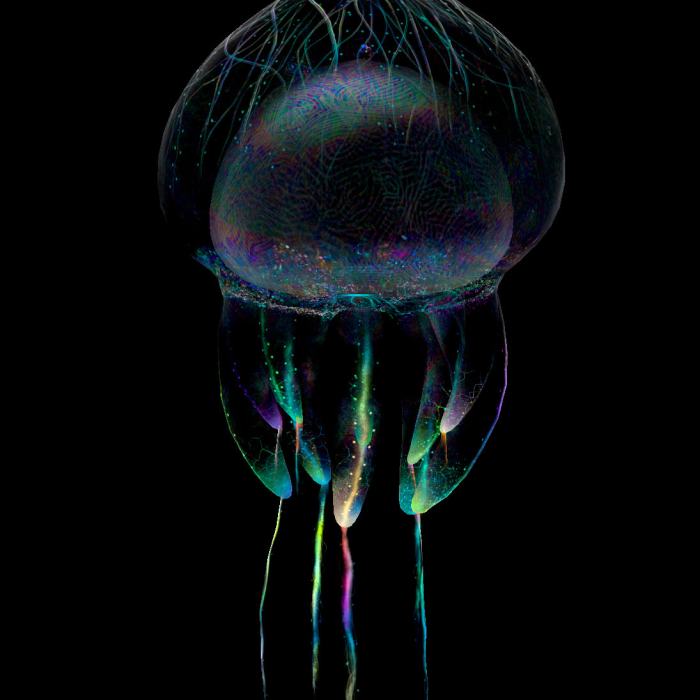 Raphaël Dang Van Nhan (3D designer), Claire Frachebourg (direction artistique), MEduse P2, projet: Raphaël Dang Van Nhan (3D designer), Claire Frachebourg (direction artistique), MEduse P2, projet: